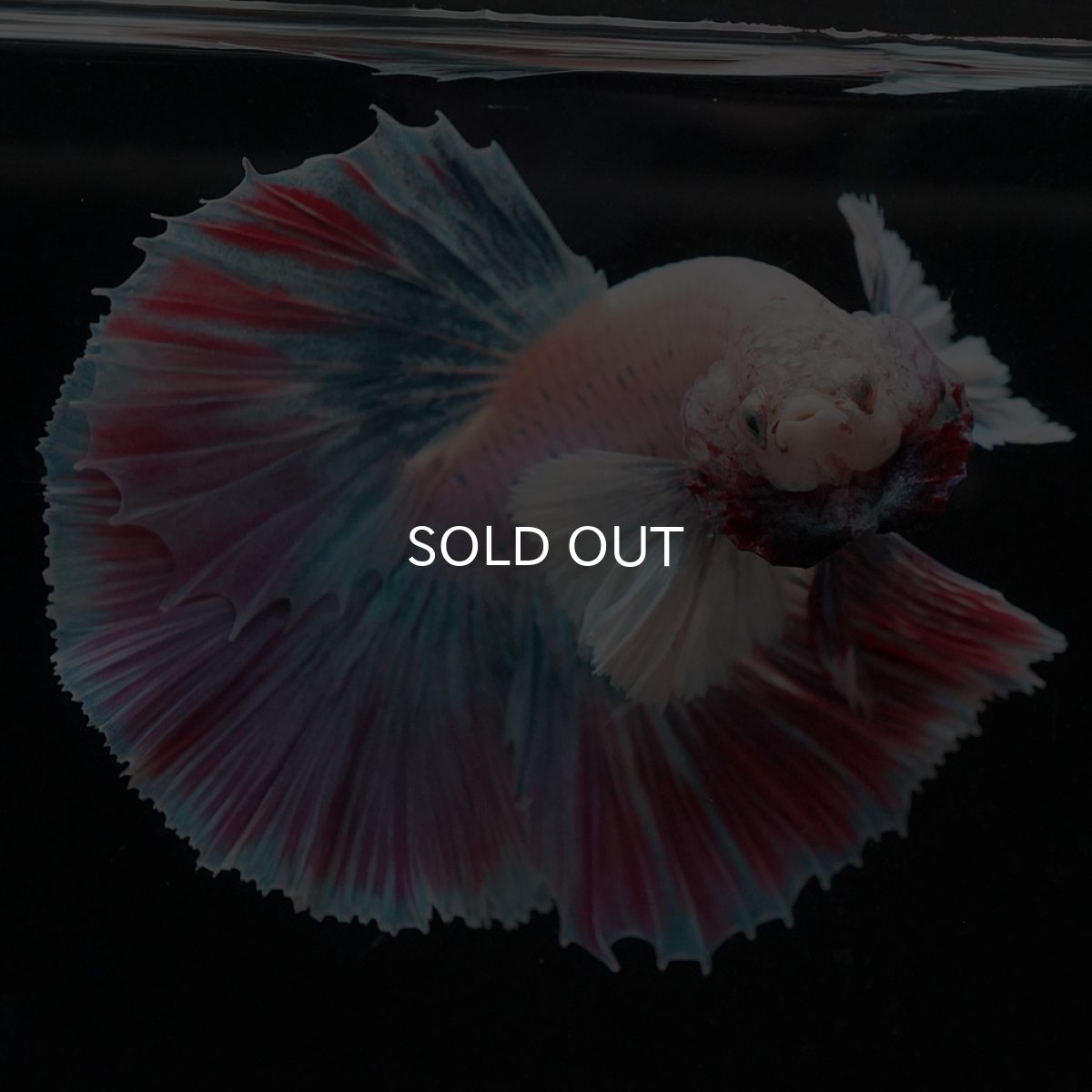 画像8: HMダンボ　ファンシー (8)