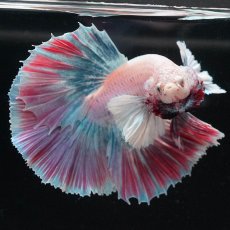 画像8: HMダンボ　ファンシー (8)