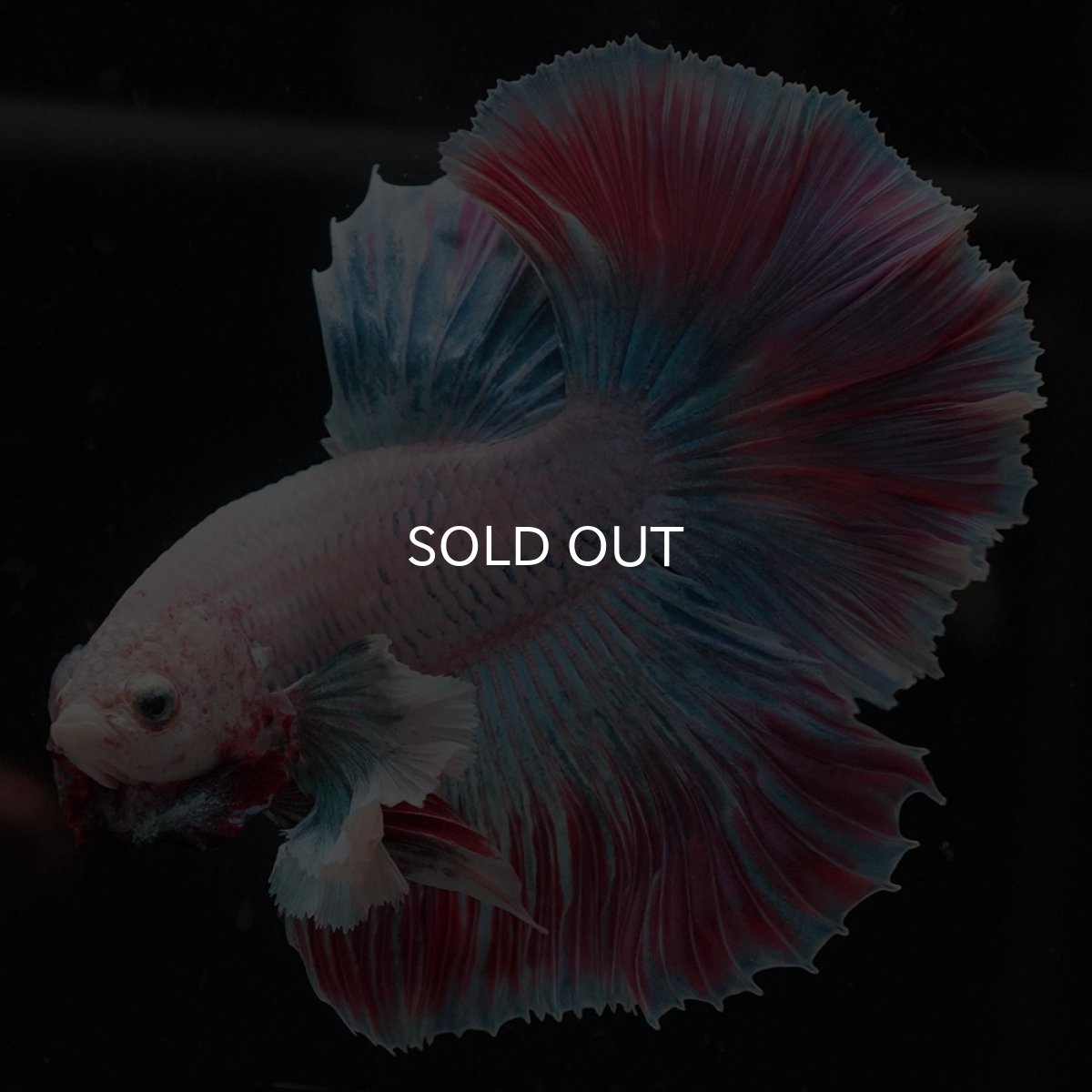 画像4: HMダンボ　ファンシー (4)