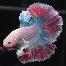 画像4: HMダンボ　ファンシー (4)