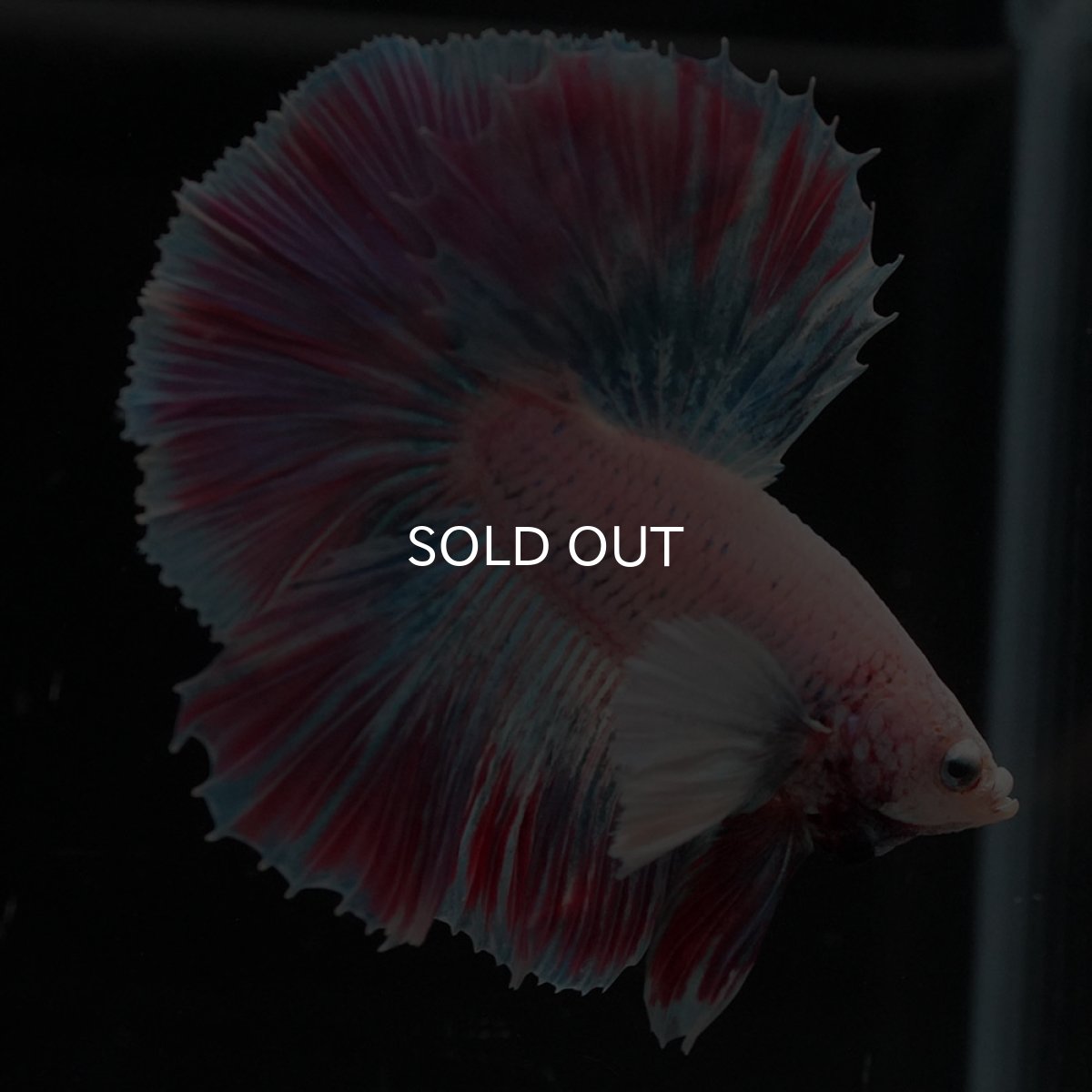 画像2: HMダンボ　ファンシー (2)