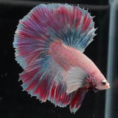 画像2: HMダンボ　ファンシー (2)