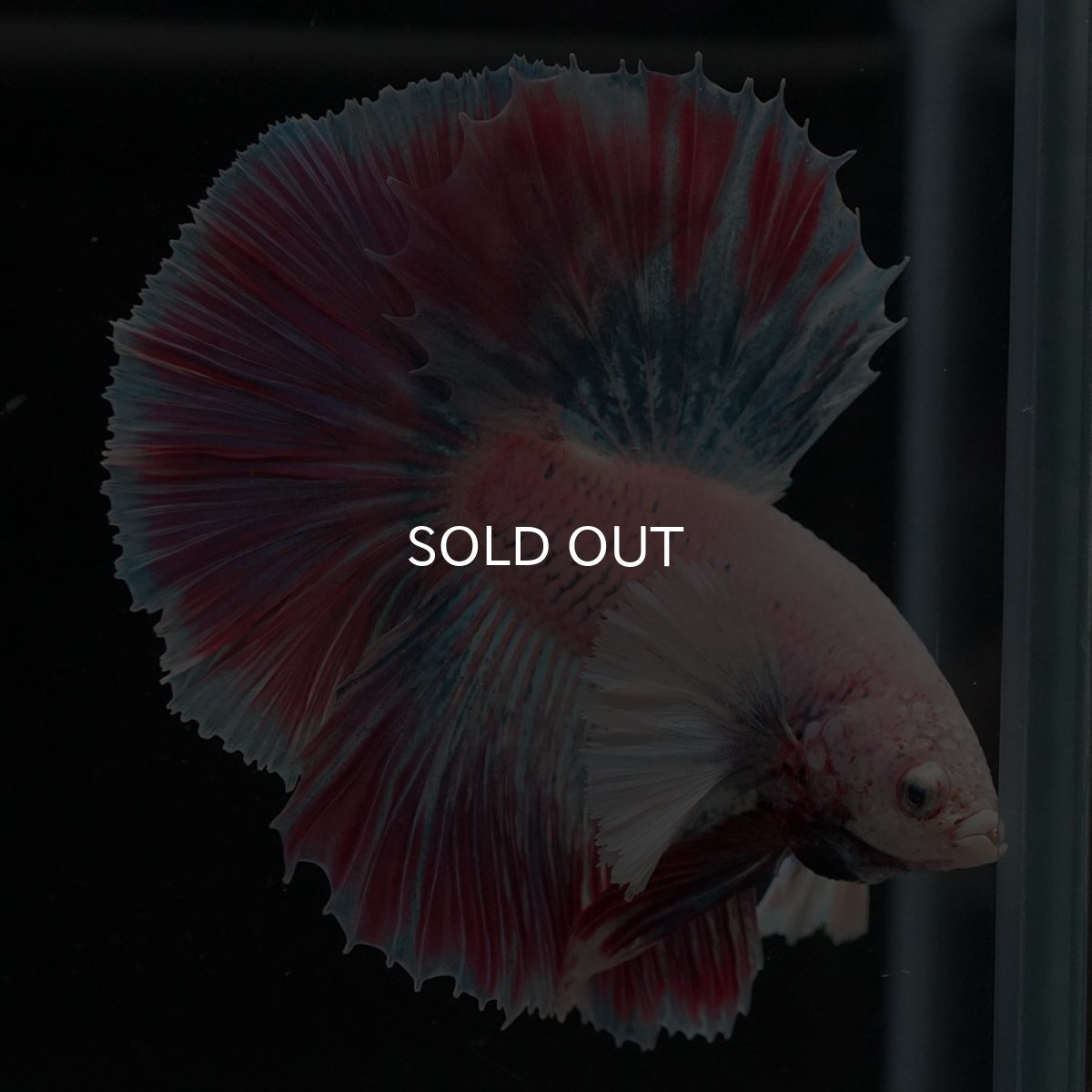 画像5: HMダンボ　ファンシー (5)