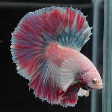 画像5: HMダンボ　ファンシー (5)