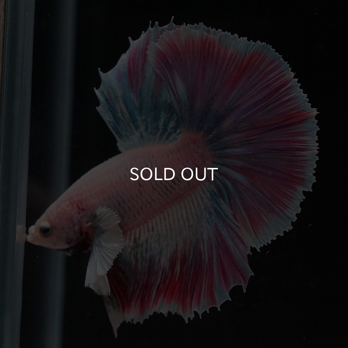 画像6: HMダンボ　ファンシー (6)