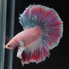 画像6: HMダンボ　ファンシー (6)