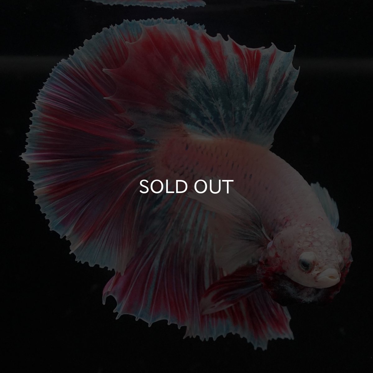 画像7: HMダンボ　ファンシー (7)