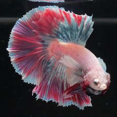 画像7: HMダンボ　ファンシー (7)