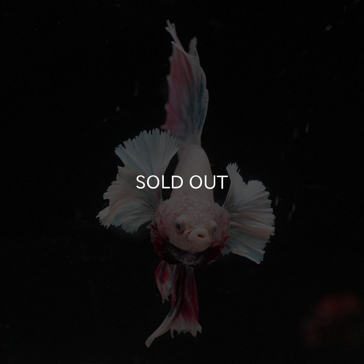 画像3: HMダンボ　ファンシー (3)