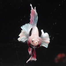 画像3: HMダンボ　ファンシー (3)