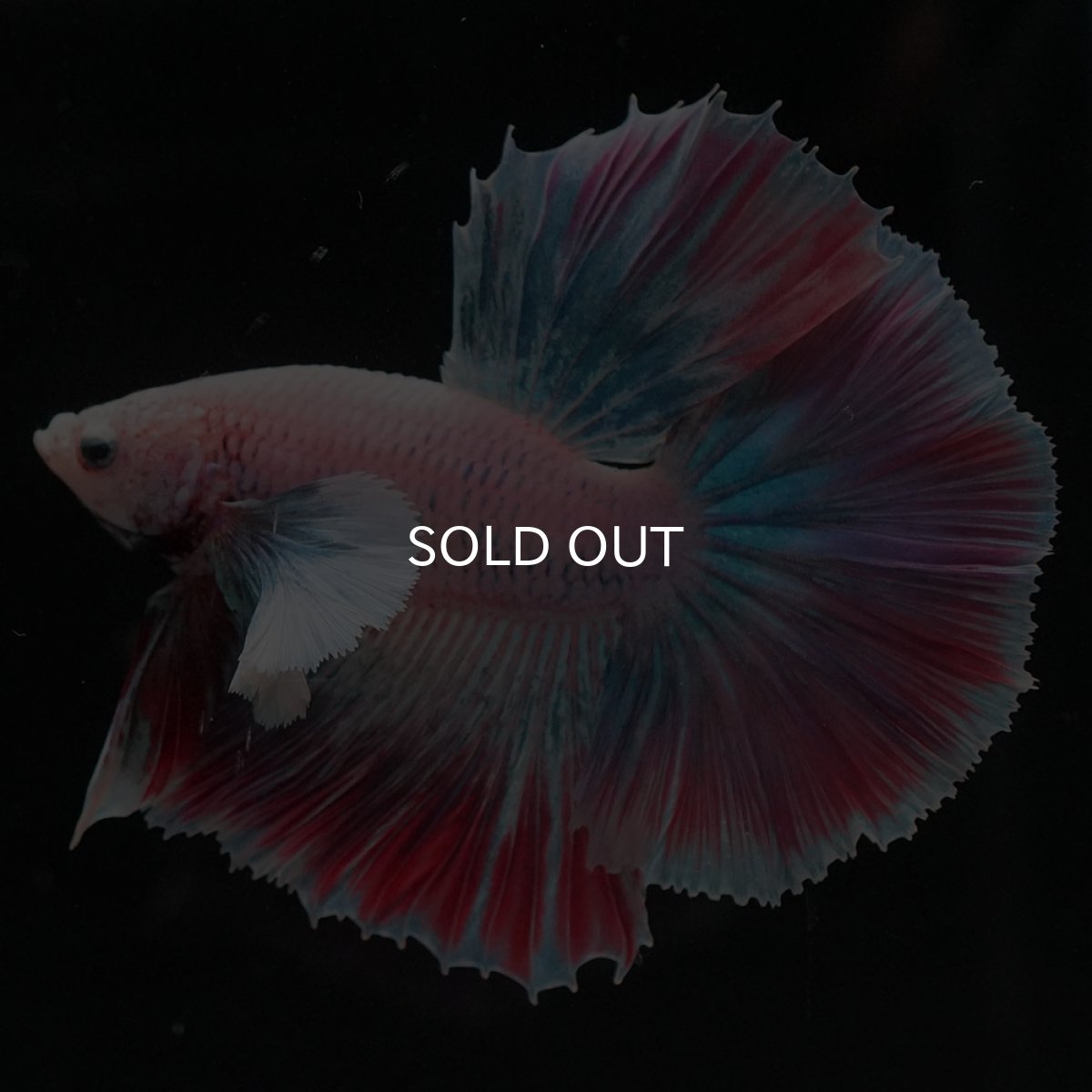 画像1: HMダンボ　ファンシー (1)