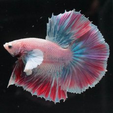 画像1: HMダンボ　ファンシー (1)