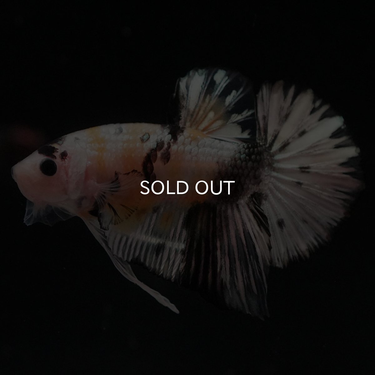 画像1: HMPK　イエローカッパー (1)