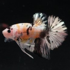 画像1: HMPK　イエローカッパー (1)