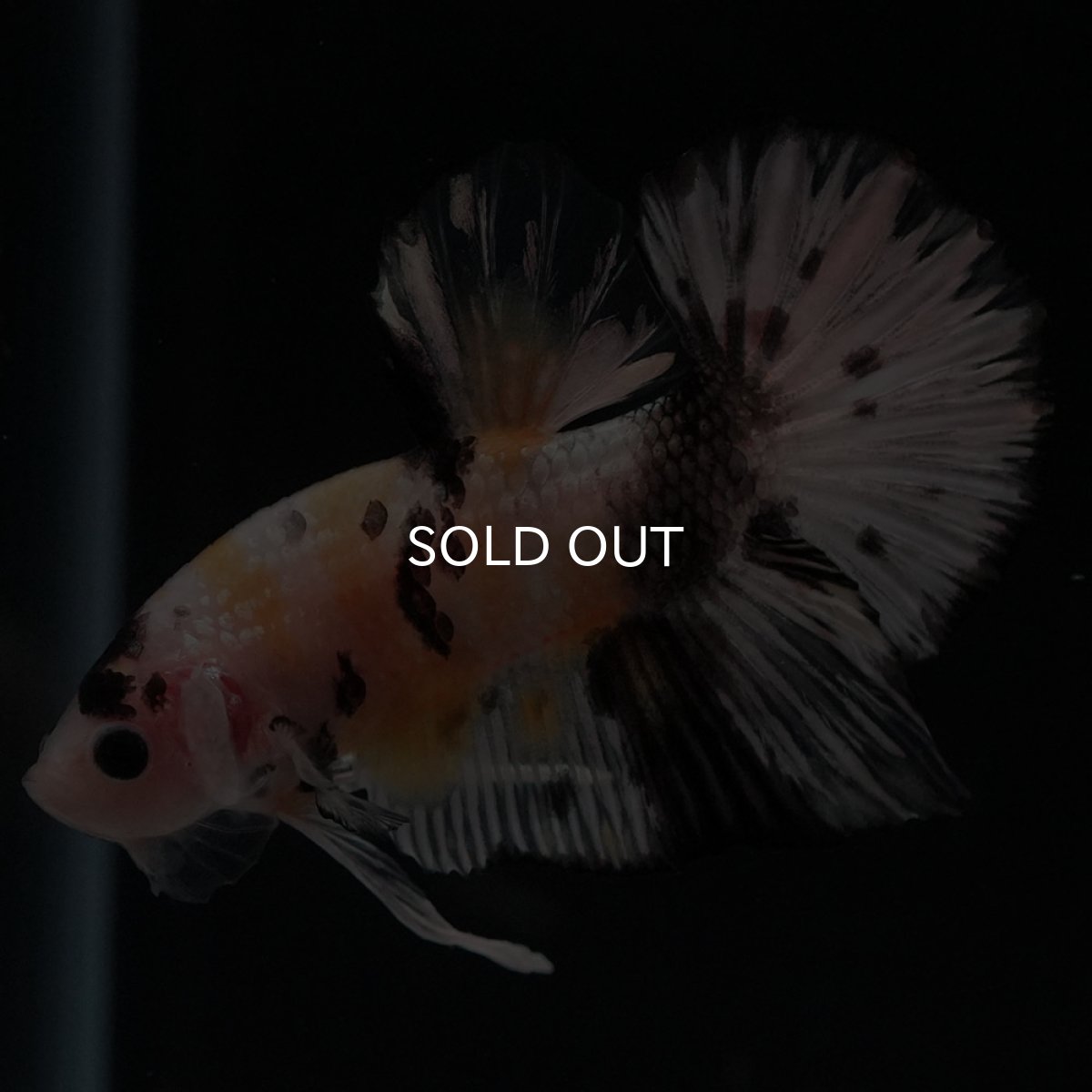 画像6: HMPK　イエローカッパー (6)