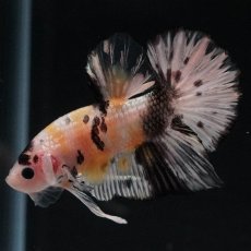 画像6: HMPK　イエローカッパー (6)