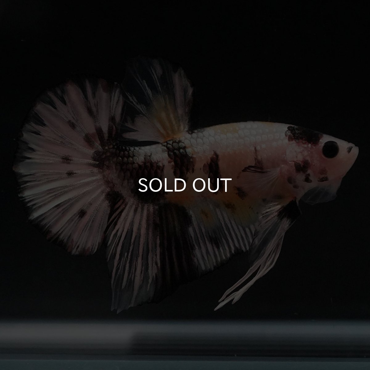 画像10: HMPK　イエローカッパー (10)