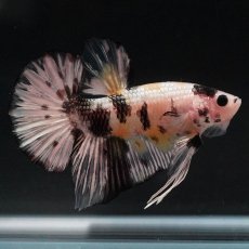 画像10: HMPK　イエローカッパー (10)