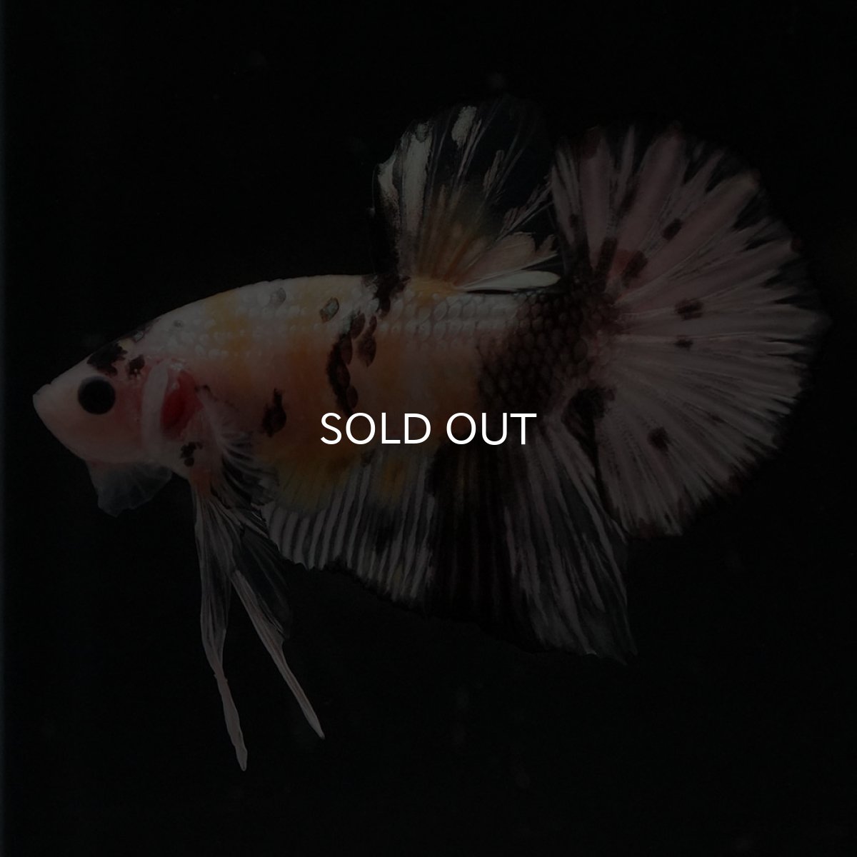 画像4: HMPK　イエローカッパー (4)