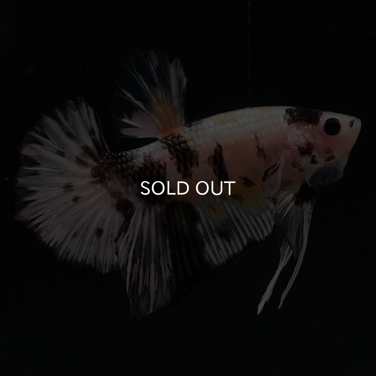 画像9: HMPK　イエローカッパー (9)