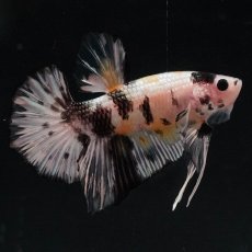 画像9: HMPK　イエローカッパー (9)