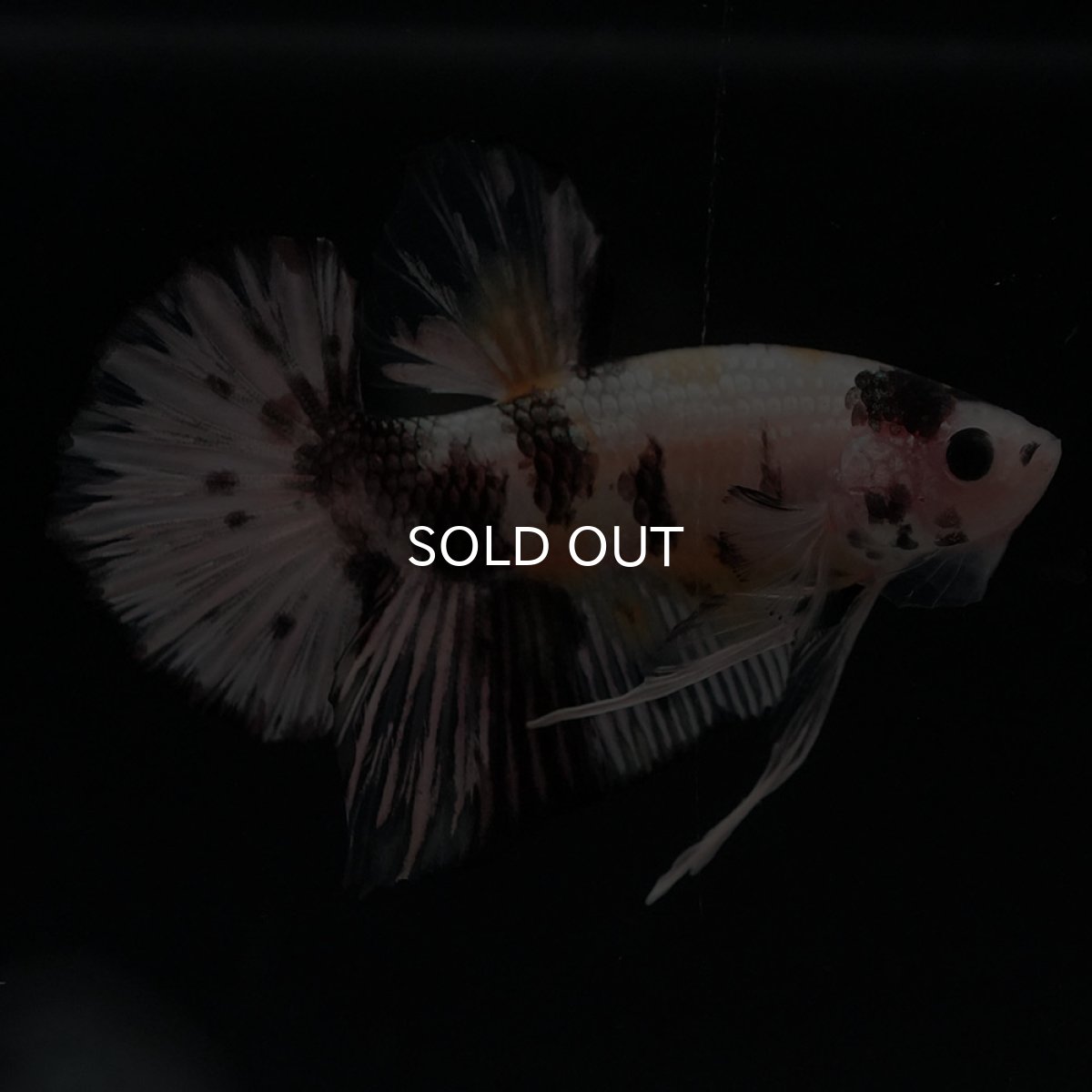 画像5: HMPK　イエローカッパー (5)