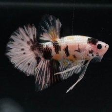 画像5: HMPK　イエローカッパー (5)