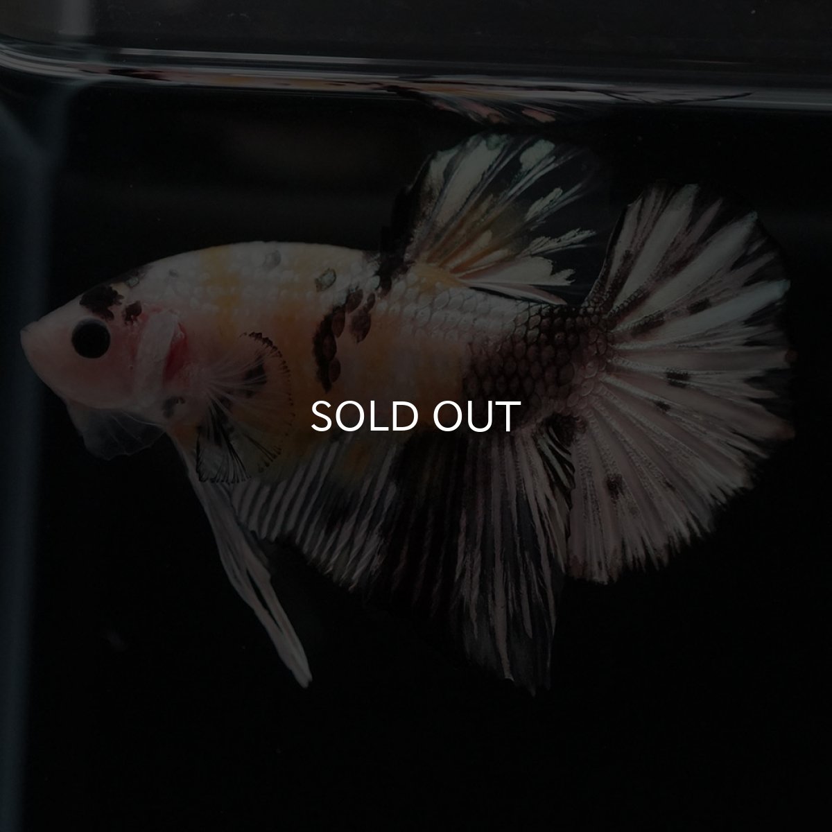 画像8: HMPK　イエローカッパー (8)