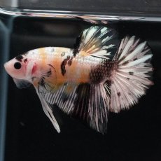 画像8: HMPK　イエローカッパー (8)