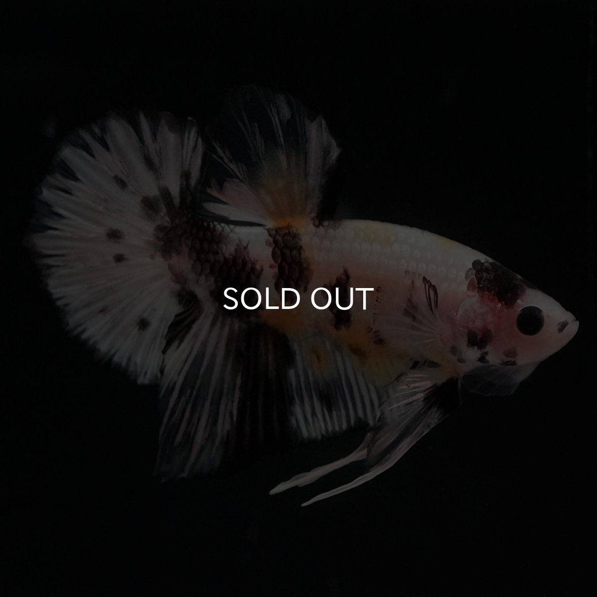 画像2: HMPK　イエローカッパー (2)