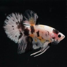 画像2: HMPK　イエローカッパー (2)