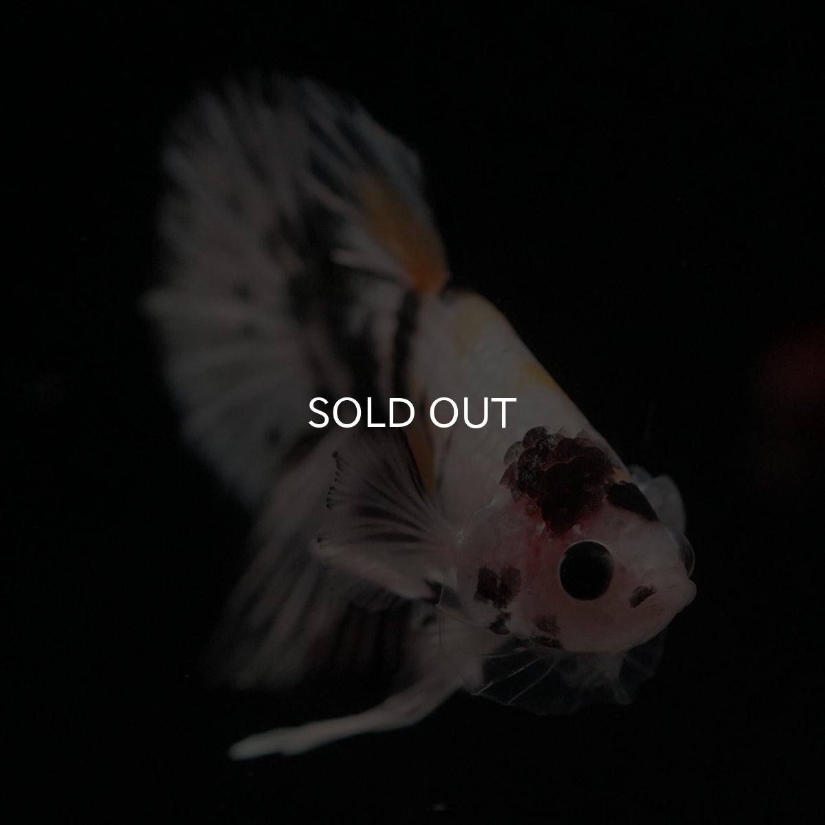 画像3: HMPK　イエローカッパー (3)