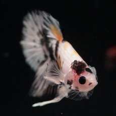 画像3: HMPK　イエローカッパー (3)