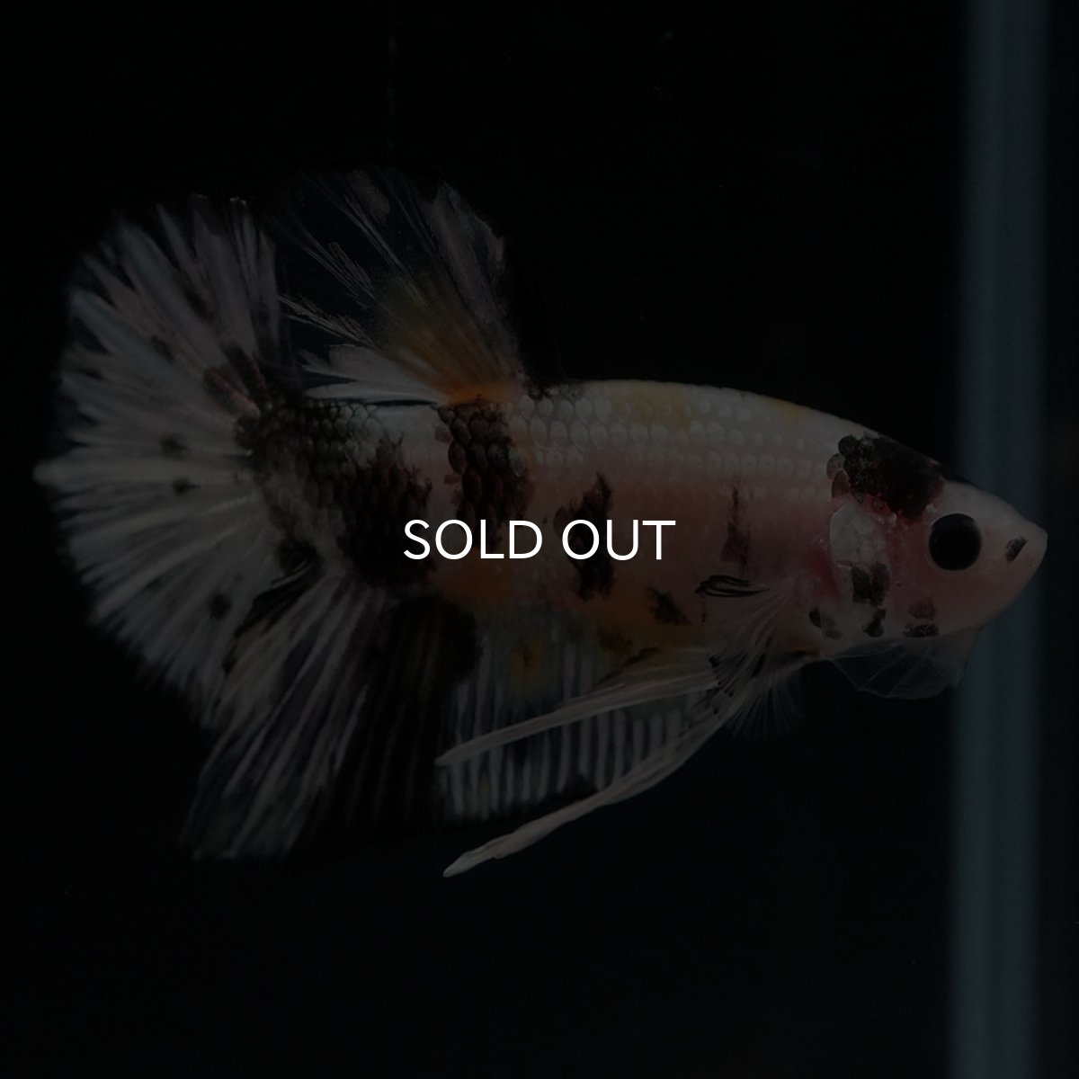 画像7: HMPK　イエローカッパー (7)