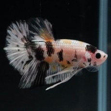 画像7: HMPK　イエローカッパー (7)