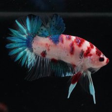 画像1: HMPK　鯉 (1)