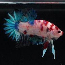 画像5: HMPK　鯉 (5)