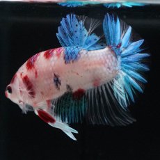 画像4: HMPK　鯉 (4)