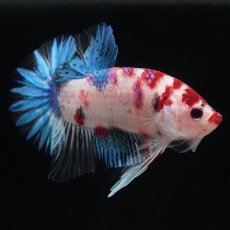 画像3: HMPK　鯉 (3)