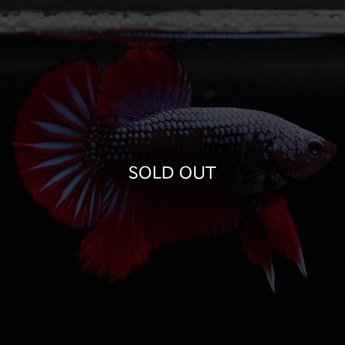 画像1: HMPK　ブルーブラックサムライ (1)