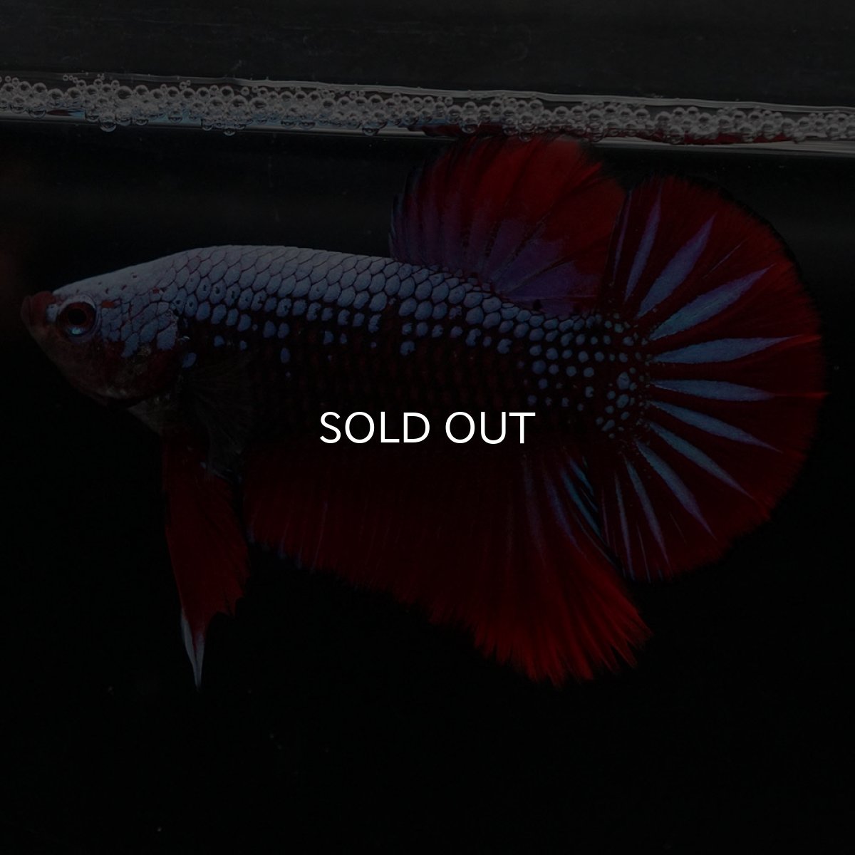 画像4: HMPK　ブルーブラックサムライ (4)