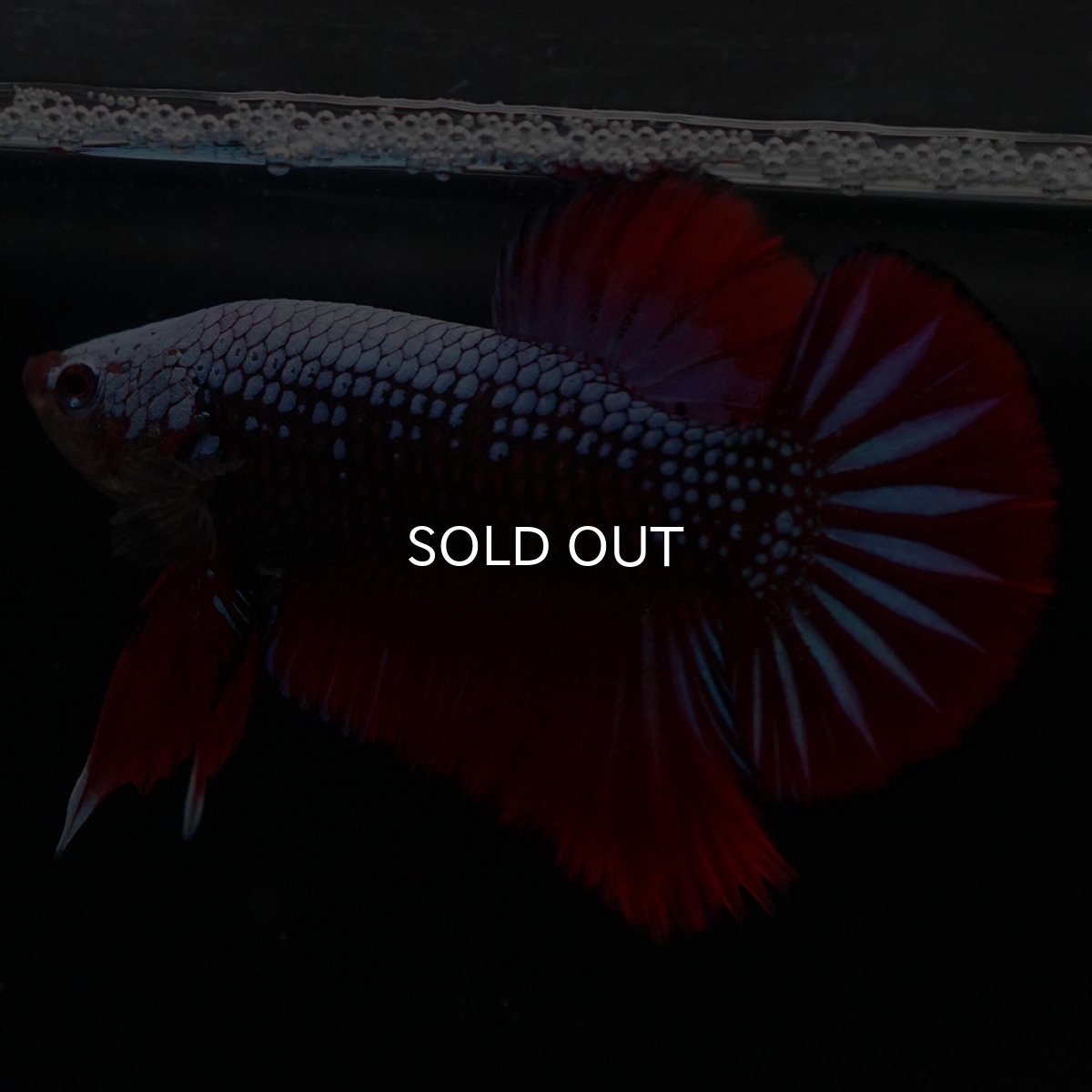 画像2: HMPK　ブルーブラックサムライ (2)