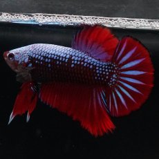 画像2: HMPK　ブルーブラックサムライ (2)