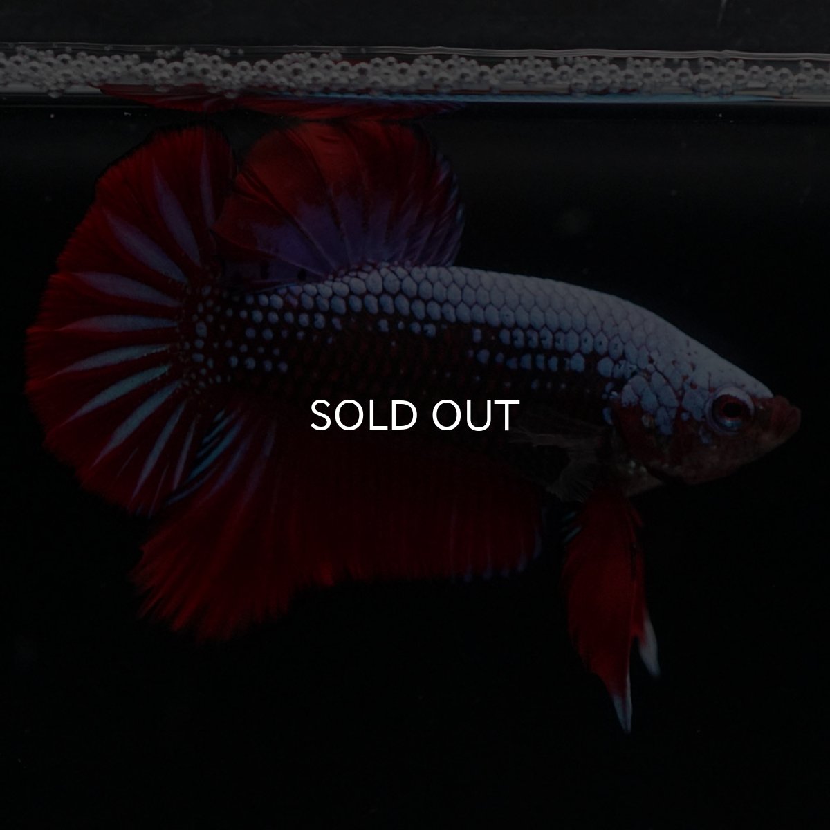 画像5: HMPK　ブルーブラックサムライ (5)