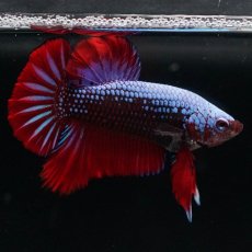 画像5: HMPK　ブルーブラックサムライ (5)