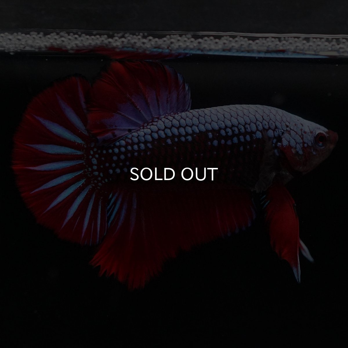 画像3: HMPK　ブルーブラックサムライ (3)