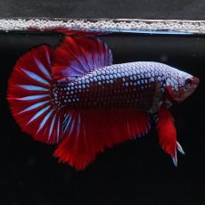 画像3: HMPK　ブルーブラックサムライ (3)