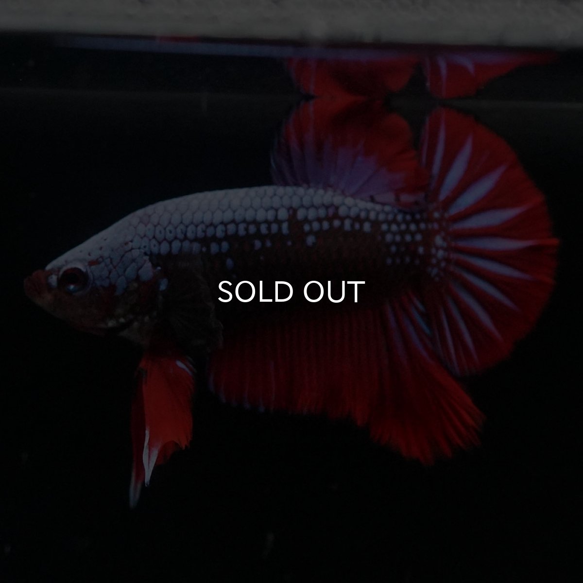 画像6: HMPK　ブルーブラックサムライ (6)