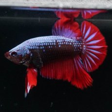 画像6: HMPK　ブルーブラックサムライ (6)