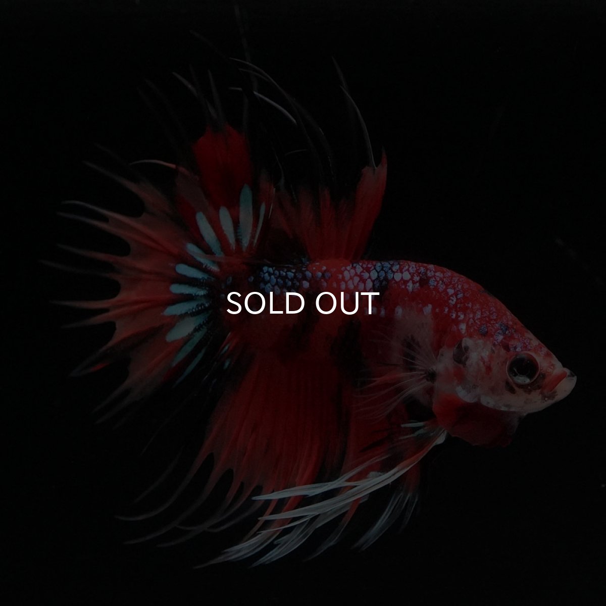 画像2: CT　キャンディ (2)